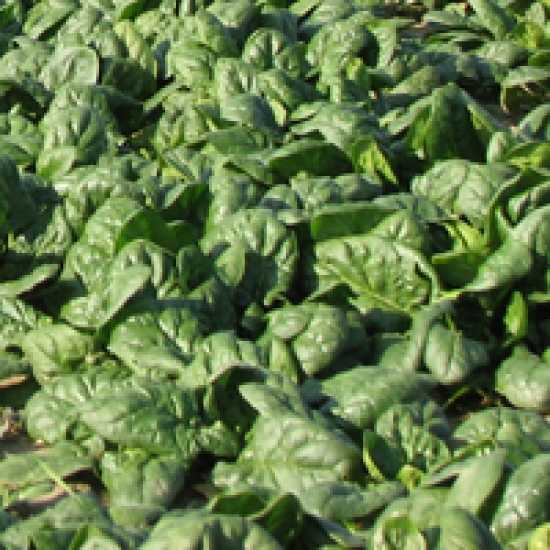 allouette f1 ıspanak tohumu