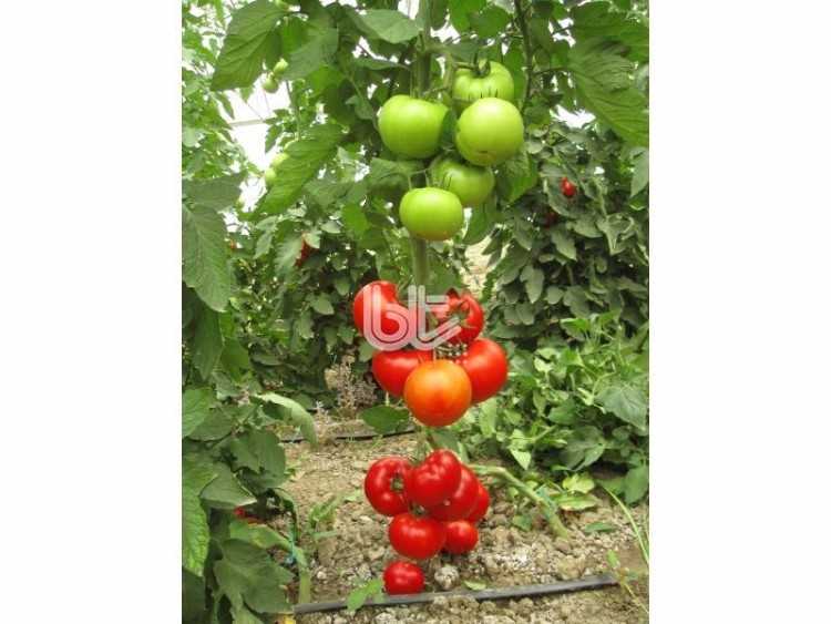 BT NARİNA.jpg