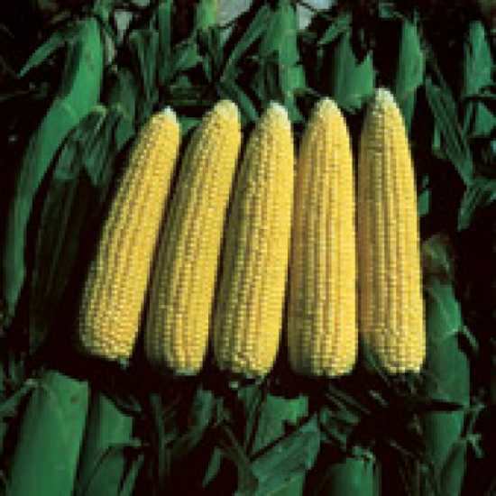 merıt f1 mısır tohumu