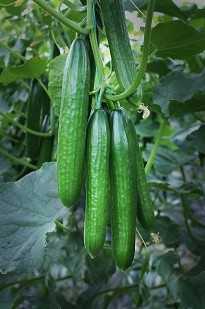 angora f1 salatalık tohumu