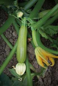 starex f1 kabak tohumu