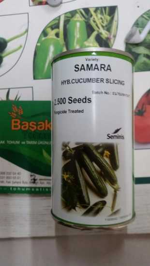 seminis samara hıyar