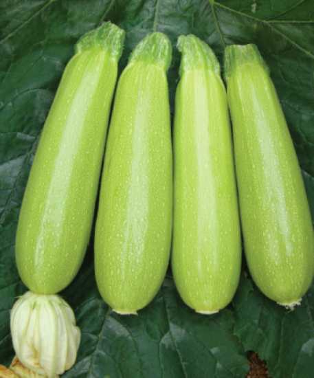 seyden f1 kabak tohumu