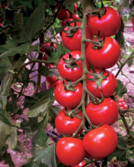 MİSKET F1 DOMATES TOHUMU