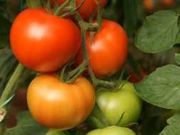 MUALLA F1 DOMATES TOHUMU