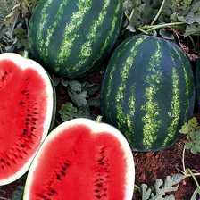 üstün f1 karpuz tohumu