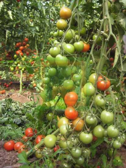 MULTY F1 DOMATES TOHUMU