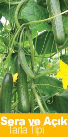 CEYDA F1 SALATALIK TOHUMU