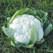 boris f1 karnabahar tohumu