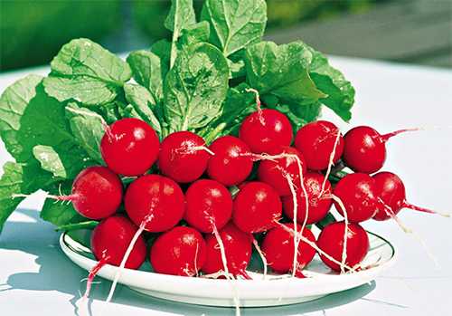 ROLEX F1 TURP TOHUMU