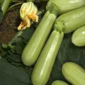 jetta f1 kabak tohumu