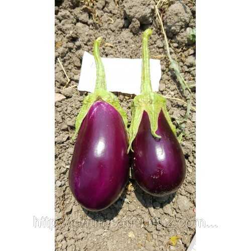 patlıcan adana dolmalık tohumu