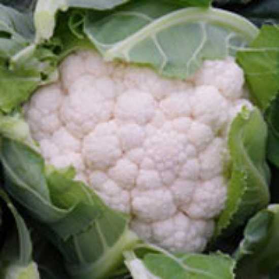 GİEWONT F1 KARNABAHAR TOHUMU