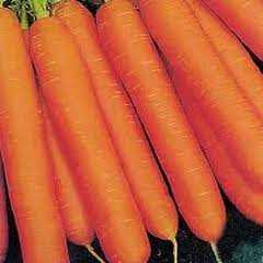 HAVUÇ TOHUMU 1 PAKET 