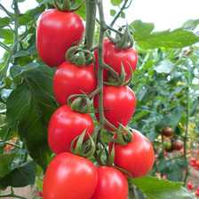 seyit f1 domates tohumu