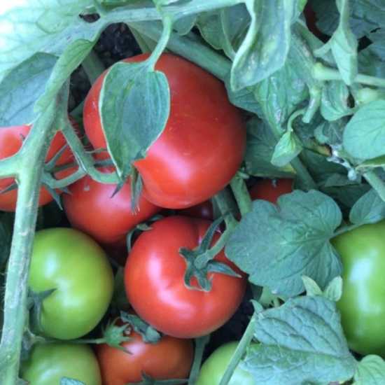 SUPER RED F1 DOMATES TOHUMU