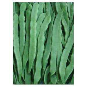 blanca fasulye tohumu