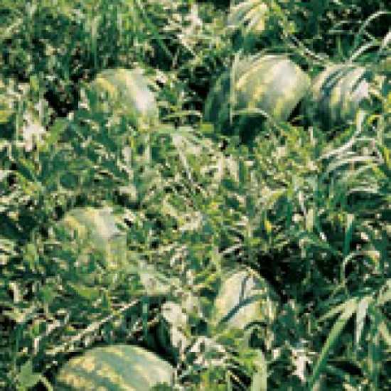 starburst f1 karpuz tohumu