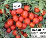 hazar f1 domates tohumu