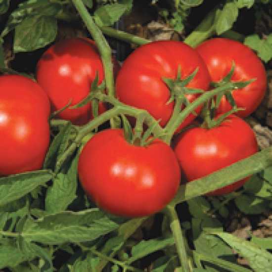 ellegrod f1 domates tohumu