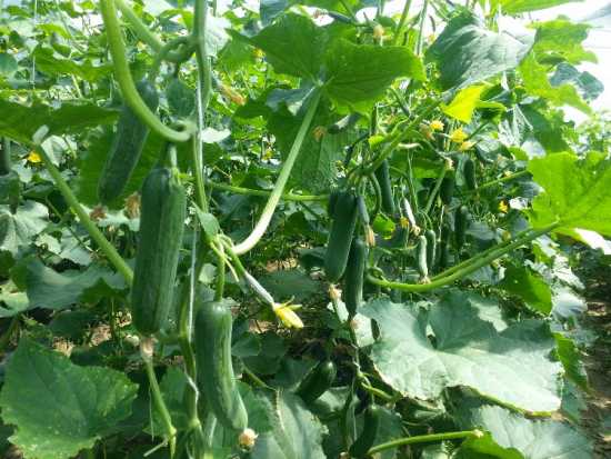 SERÇE F1 SALATALIK TOHUMU