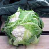 defne f1 karnabahar tohumu