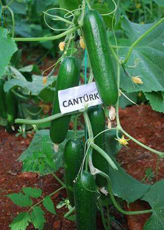 CANTÜRK F1 SALATALIK  TOHUMU