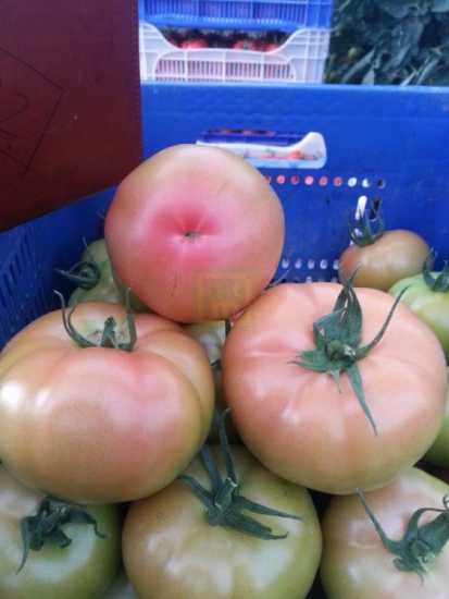 İRİNA F1 DOMATES TOHUMU