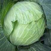 bıento f1 lahana tohumu