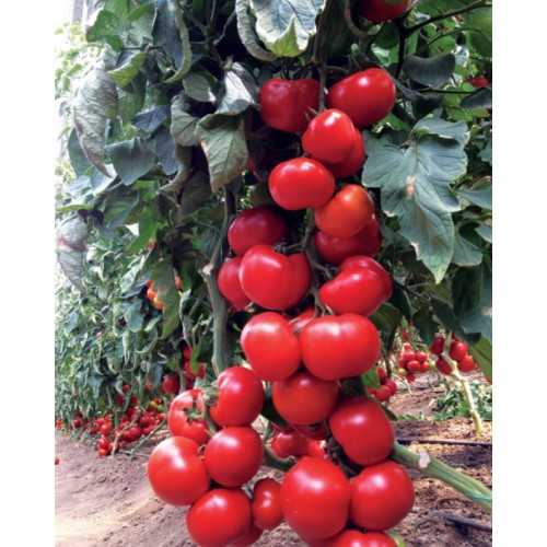 despot sırık domates tohumu