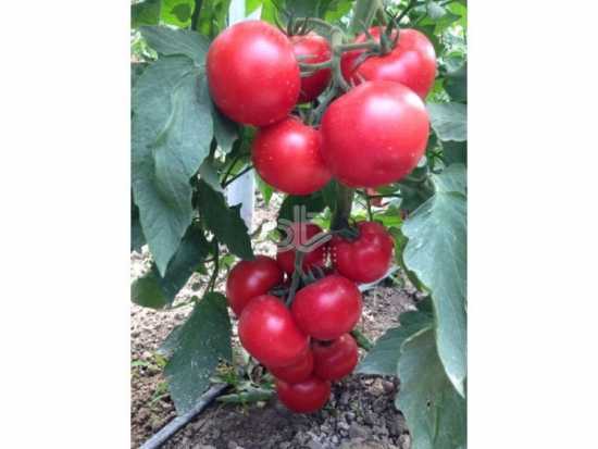 ZEYNEP F1 DOMATES TOHUMU