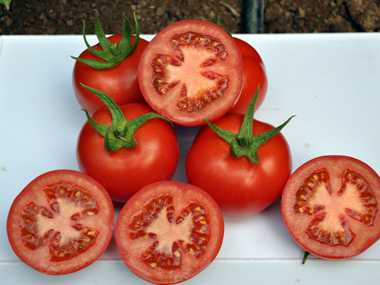 rovan oturak domates tohumu 