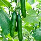 haylaz f1 biber tohumu