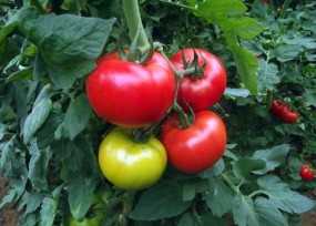 renzino domates tohumu