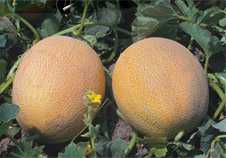 BALHAN  F1 KAVUN TOHUMU