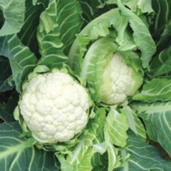 TALVENA F1 KANABAHAR TOHUMU