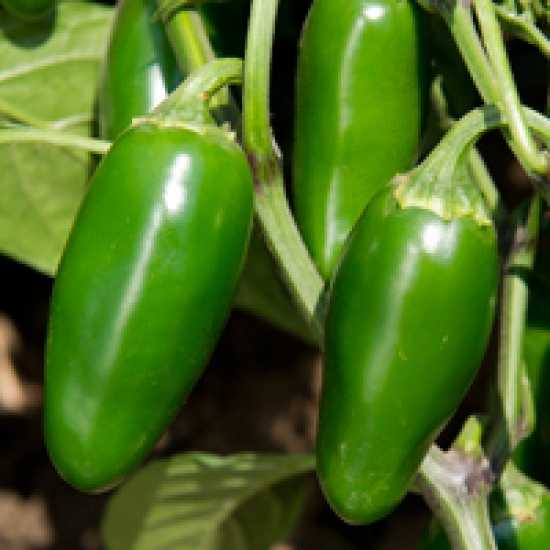 coyame f1 biber tohumu