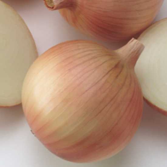 golden spıke f1 soğan tohumu