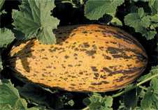 SİNEM F1 KAVUN TOHUMU