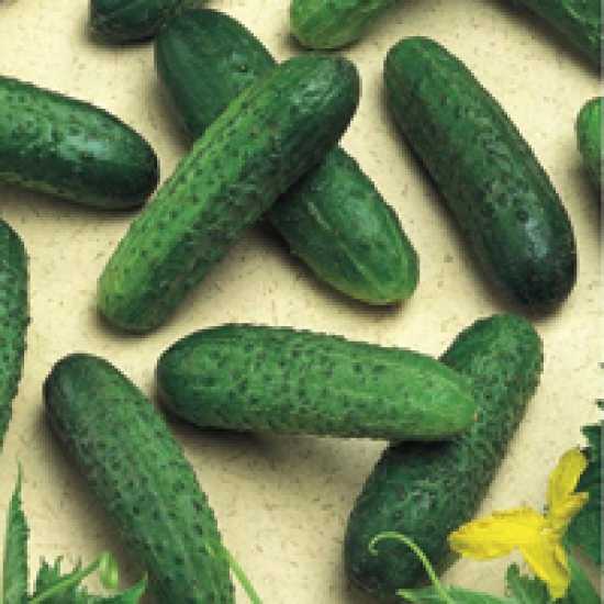 mirabella f1 salatalık tohumu