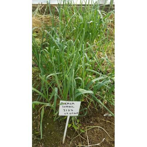 inegöl pırasa tohumu