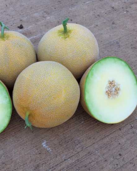 LOKMA F1 KAVUN TOHUMU