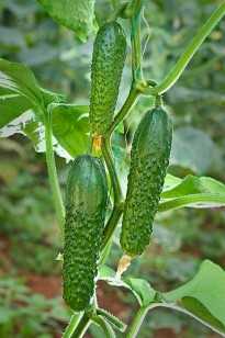 espina f1 salatalık tohumu