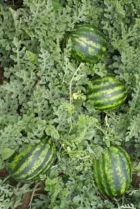 pruva f1 karpuz tohumu