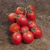 toro f1 domates tohumu