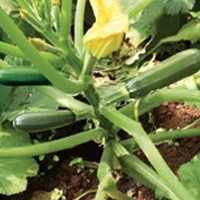 YAĞIZ F1 KABAK TOHUMU