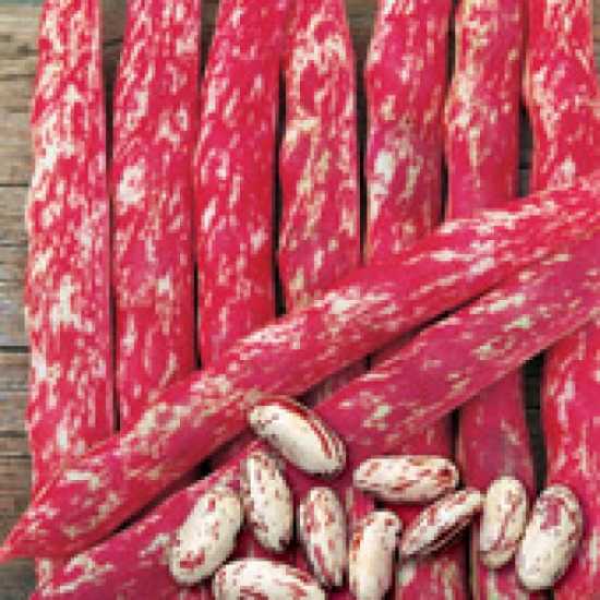 dragon f1 fasulye tohumu