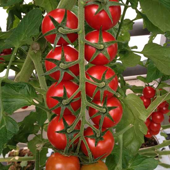 aroma f1 domates tohumu