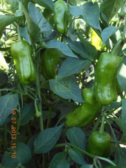 ballıca f1 biber tohumu