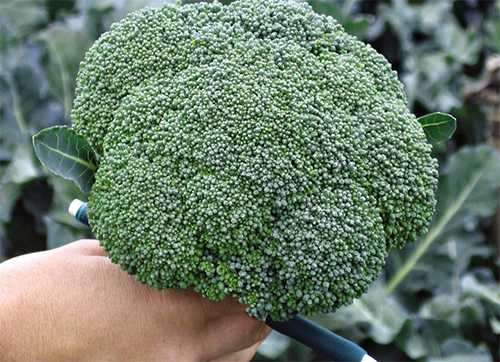 BATAVİA F1 BROKOLİ TOHUMU